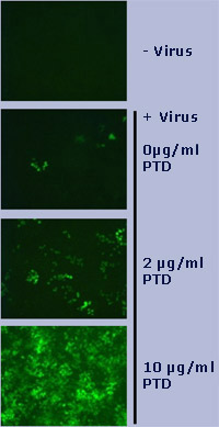 Protransduzin